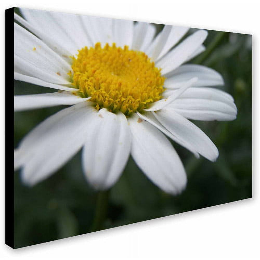 Trademark Fine Art "Simplistic" Canvas Art by Monica Fleet