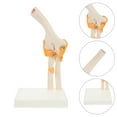 thumbnail image 2 of WORGEOUS 1 PC Codo Modelo conjunta Modelo de esqueleto humano Codo humano Bone Codo de codo Modelo, 2 of 8
