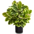 thumbnail image 1 of Rubber Plant in Glossy Cylinder, 1 of 1