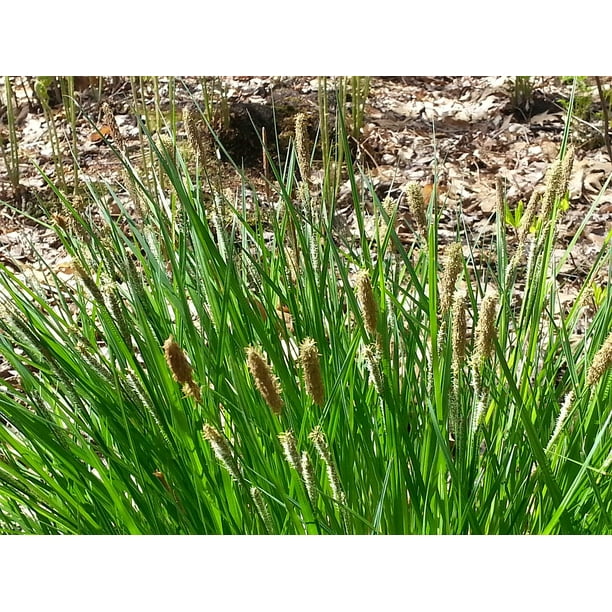 Plant Spring Grasses Tussock Sedge Grass Flowers20 Inch By 30 Inch