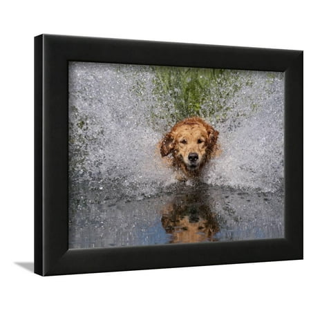 - Golden Retriever Water Entry Framed Print Wall Art By Lynn M. Stone