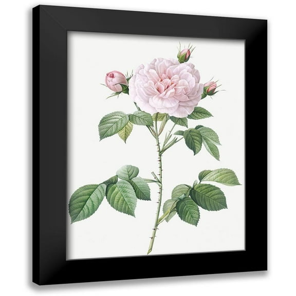 Redoute, Pierre Joseph 12x14 Black Modern Framed Museum Art Print Titled - Royal White Rose, Rosa alba regalis