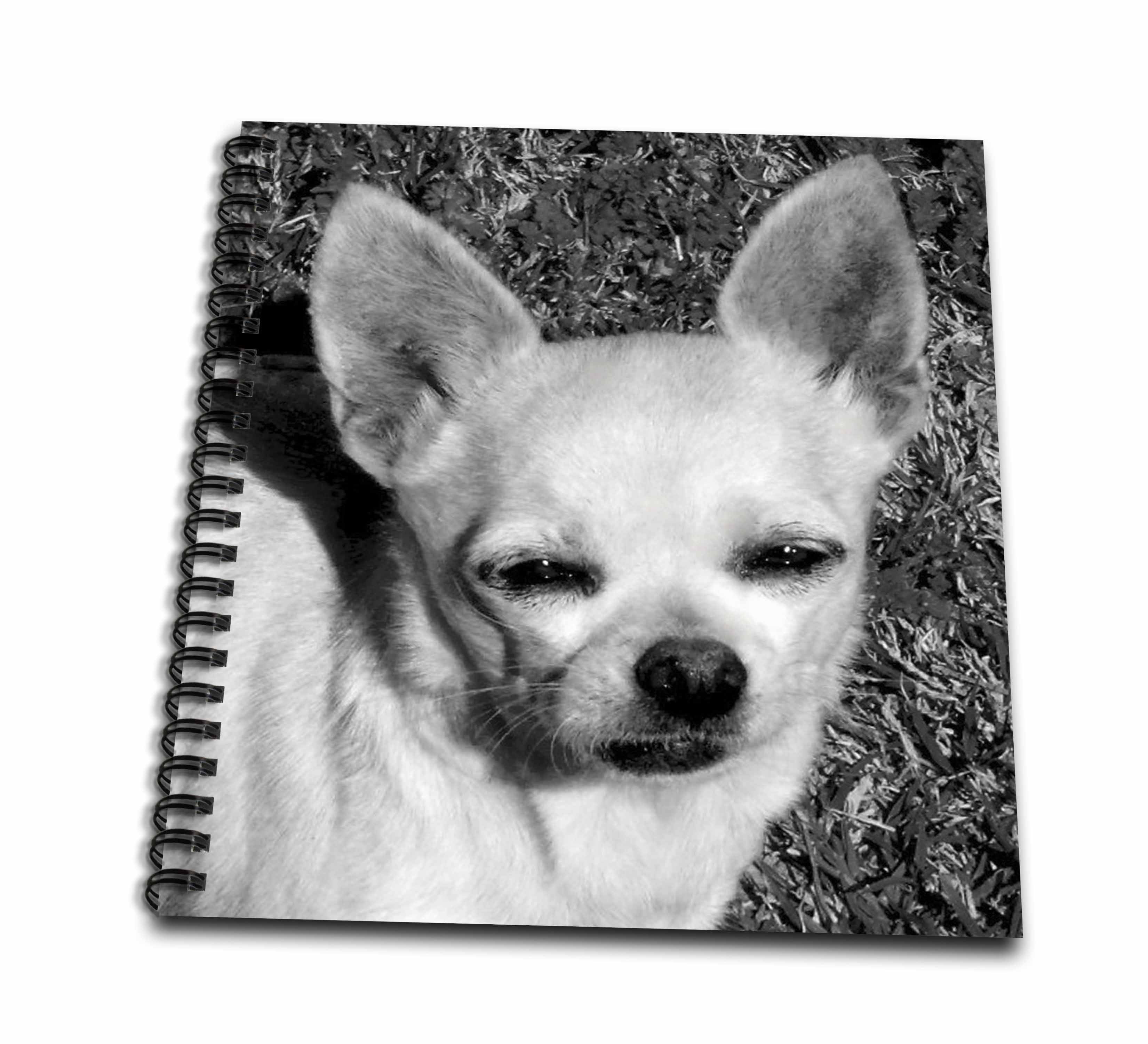 3drose Chihuhuahua Love Black And White Photography Of A Chihuahua Mini Notepad 4 By 4 Inch Walmart Com Walmart Com 3drose Chihuhuahua Love Black And White Photography Of A Chihuahua Mini Notepad 4 By 4 Inch Walmart Com Walmart Com