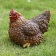 thumbnail image 1 of Hi-Line Gift Ltd Statue de Poule Accroupie, 1 of 5