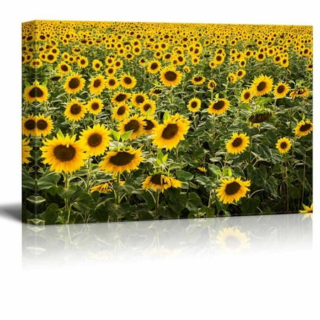 Large Gallery Metal (Canvas Prints Wall Art - Beautiful Scenery/Landscape Large Sunflower Field | Modern Wall Decor/Home Decoration Stretched Gallery Canvas Wrap Giclee Print & Ready to Hang - 12
