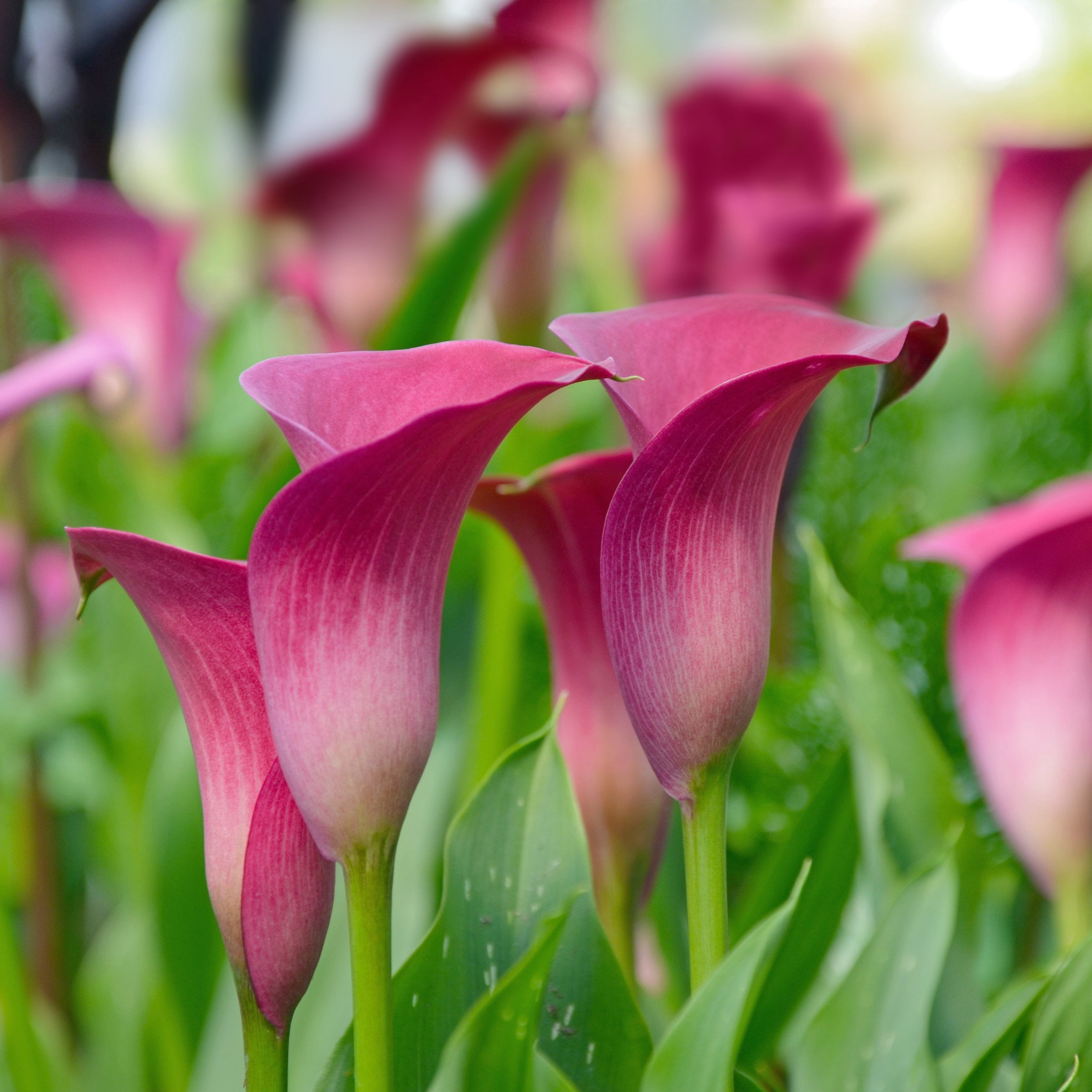 National Plant Network Calla Lily Zazu Bulbs (3-Pack)