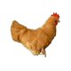 thumbnail image 2 of Adore 12"" Standing Buffy The Hen Chicken Peluche de juguete de peluche, 2 of 4