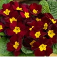 thumbnail image 2 of Outsidepride 50 Primula Acaulis Danessa Burgundy Flower Seeds, 2 of 2