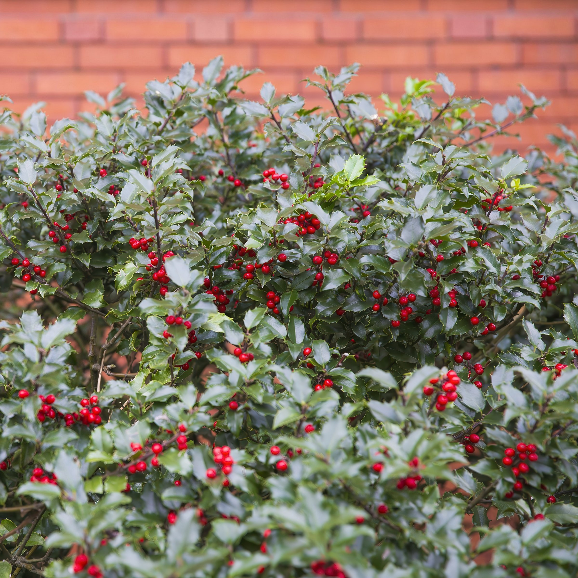 National Plant Network 3 gal. Ilex Emily Bruner