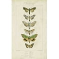 thumbnail image 2 of Pauquet 21x32 Gold Ornate Wood Framed with Double Matting Museum Art Print Titled - Pauquet Butterflies III, 2 of 4
