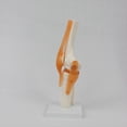 thumbnail image 3 of Modelo de Anatomía de la Articulación de la Rodilla A Tamaño Real 1:1 Recursos de Enseñanza de Ciencias Médicas Anatomia Cassroom Supplies, 3 of 5