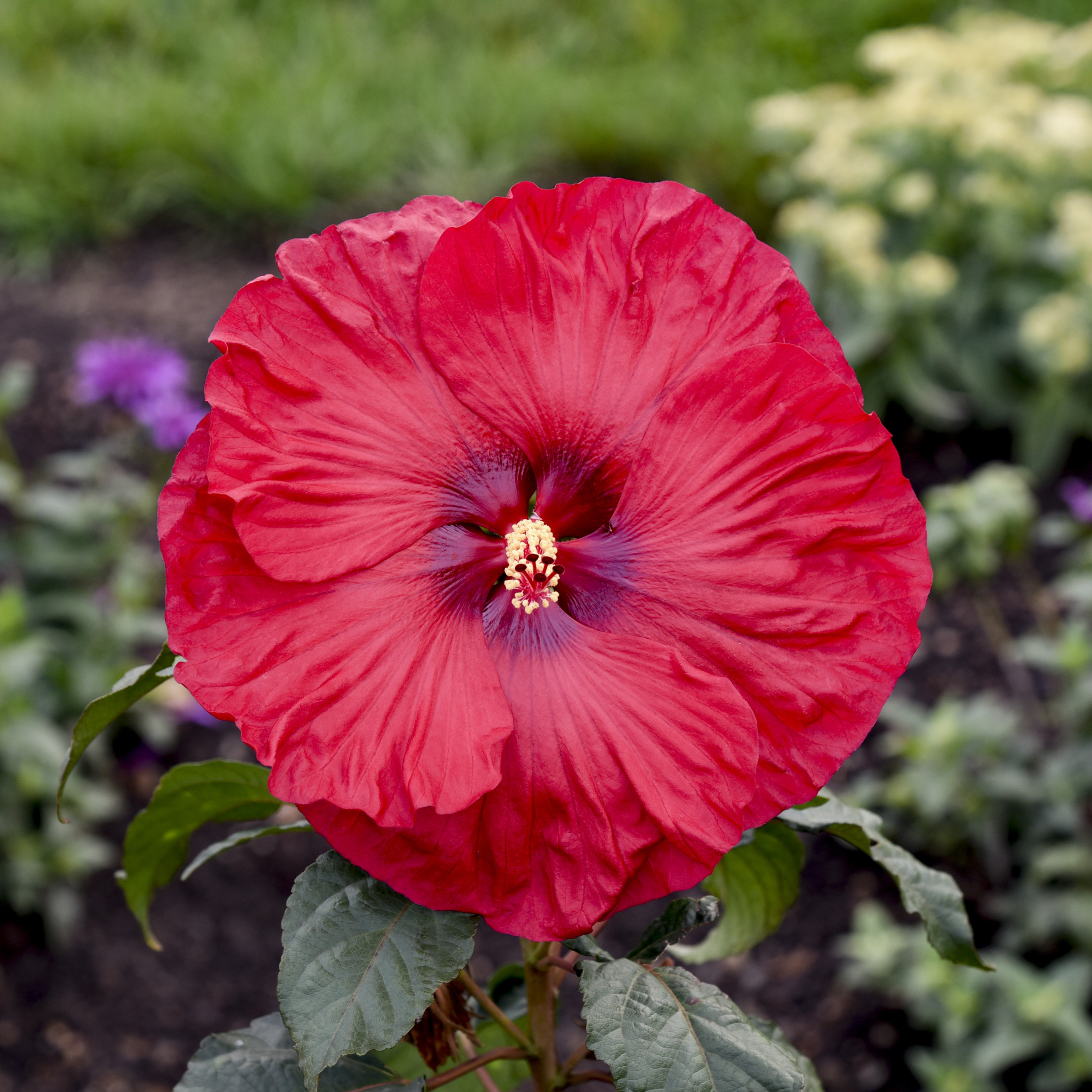 Proven Winners 18" Red Summerific 'Valentine's Crush' Rose Mallow Live Plant in 8.88" Pot