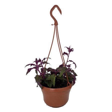Purple Passion Plant - 6" Hanging Basket - Gynura
