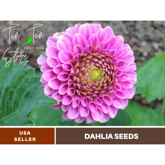 40  Rare Seeds-Betty Anne Dahlia Seeds-#D017-Authentic Seeds-Flowers-Seeds-Rose seeds-Herb seeds-Vegetable Seeds-Mix Seeds for Plant- B3G1