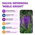 thumbnail image 6 of Expert Gardener Outdoor Live Plant Salvia Sage Noble Knight Purple 2.5QT, Partial Sun, 6 of 7