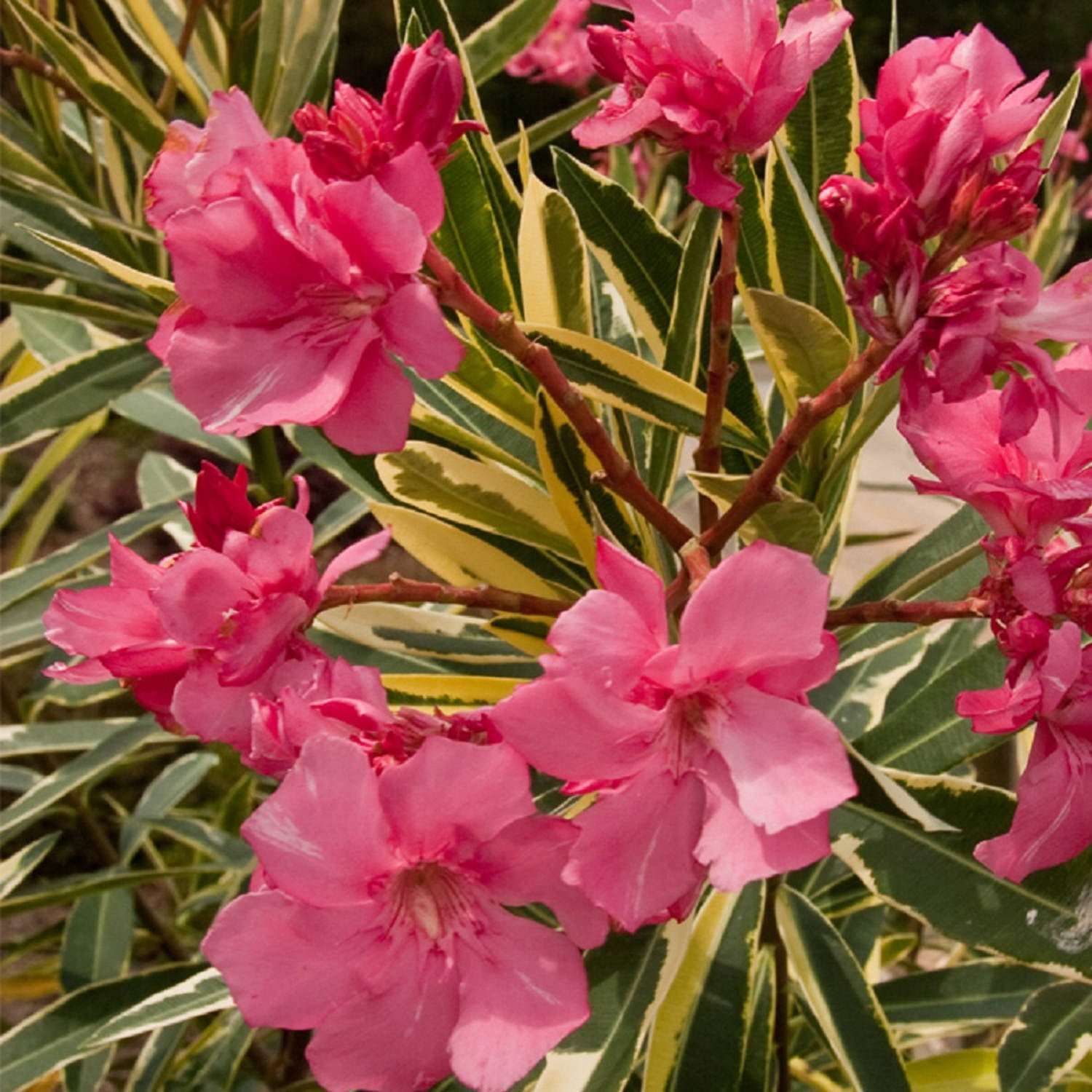 Southern Living Plants Twist Of Pink Oleander Flowering Bush 2 Gal