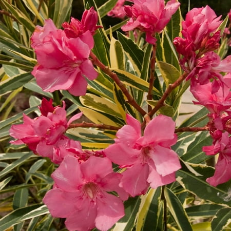Twist Of Pink Variegated Oleander | Pink Blooming Live Evergreen Shrub - Southern Living Plant (Best Deer Resistant Plants Shrubs)
