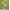 Olive Green, variant on Soimoi Green Cotton Duck Fabric Text & Soft Drinks Party Print Sewing Fabric Yard 42 Inch Wide