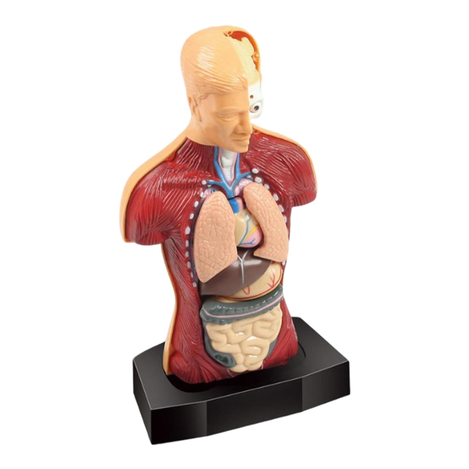 Plastic Human Body Torso Model Organ Puzzle Montessori Realistic 3D
