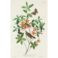 thumbnail image 2 of Audubon, John James 10x14 Gold Ornate Wood Framed with Double Matting Museum Art Print Titled - Brown headed Worm eating Warbler, 2 of 4