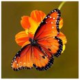 thumbnail image 1 of Cuadros Decorativos 5D animal mariposa círculo completo diamante pintura diamante Ehuebsd Nuevos Originales, 1 of 8
