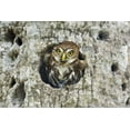 thumbnail image 2 of Welling, Dave 14x11 White Modern Wood Framed Museum Art Print Titled - Mexico, Tamaulipas Ferruginous pygmy owl in nest, 2 of 4