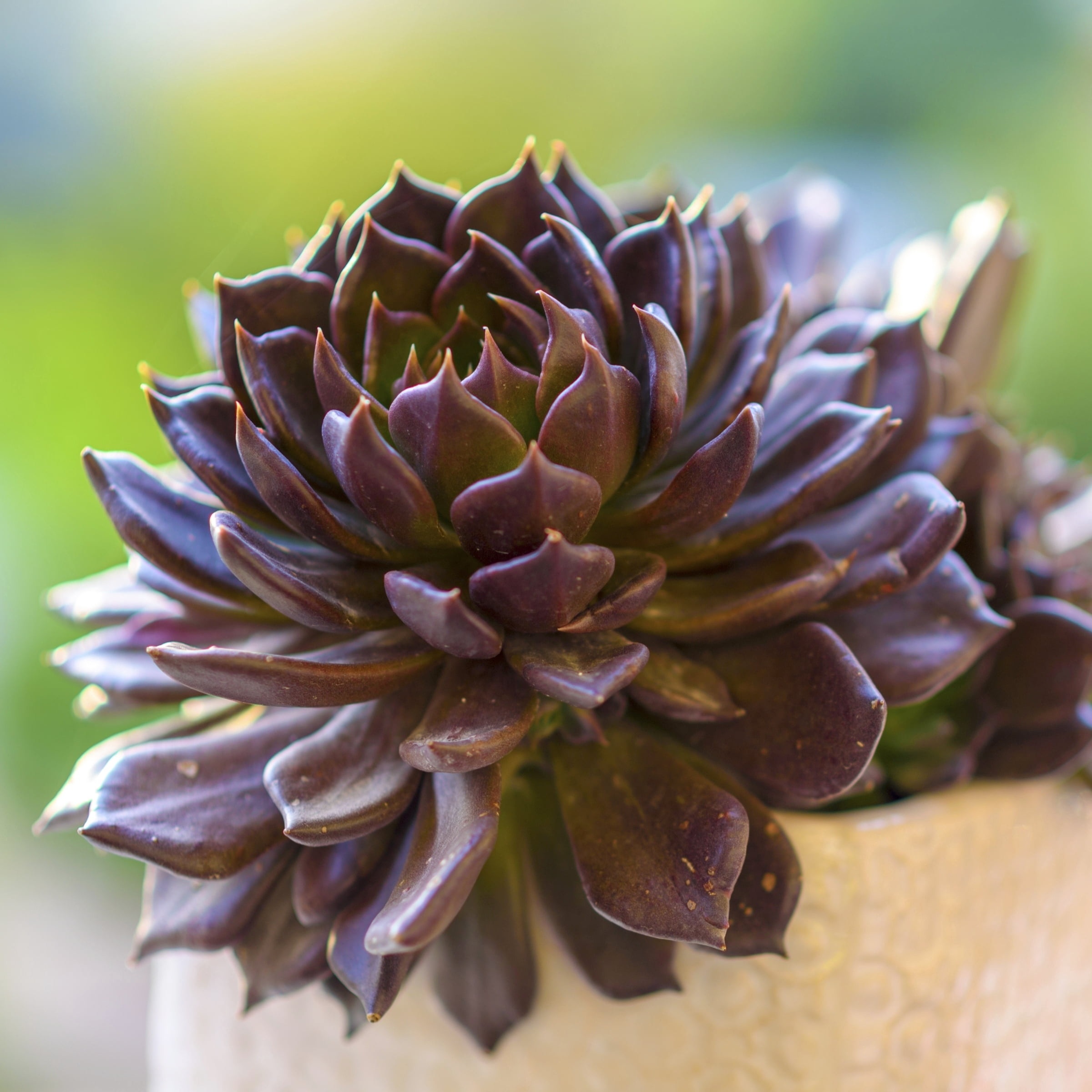 4 in. Echeveria Serrana Live Succulent Plant with Bright Indirect Sun (3-Pack)