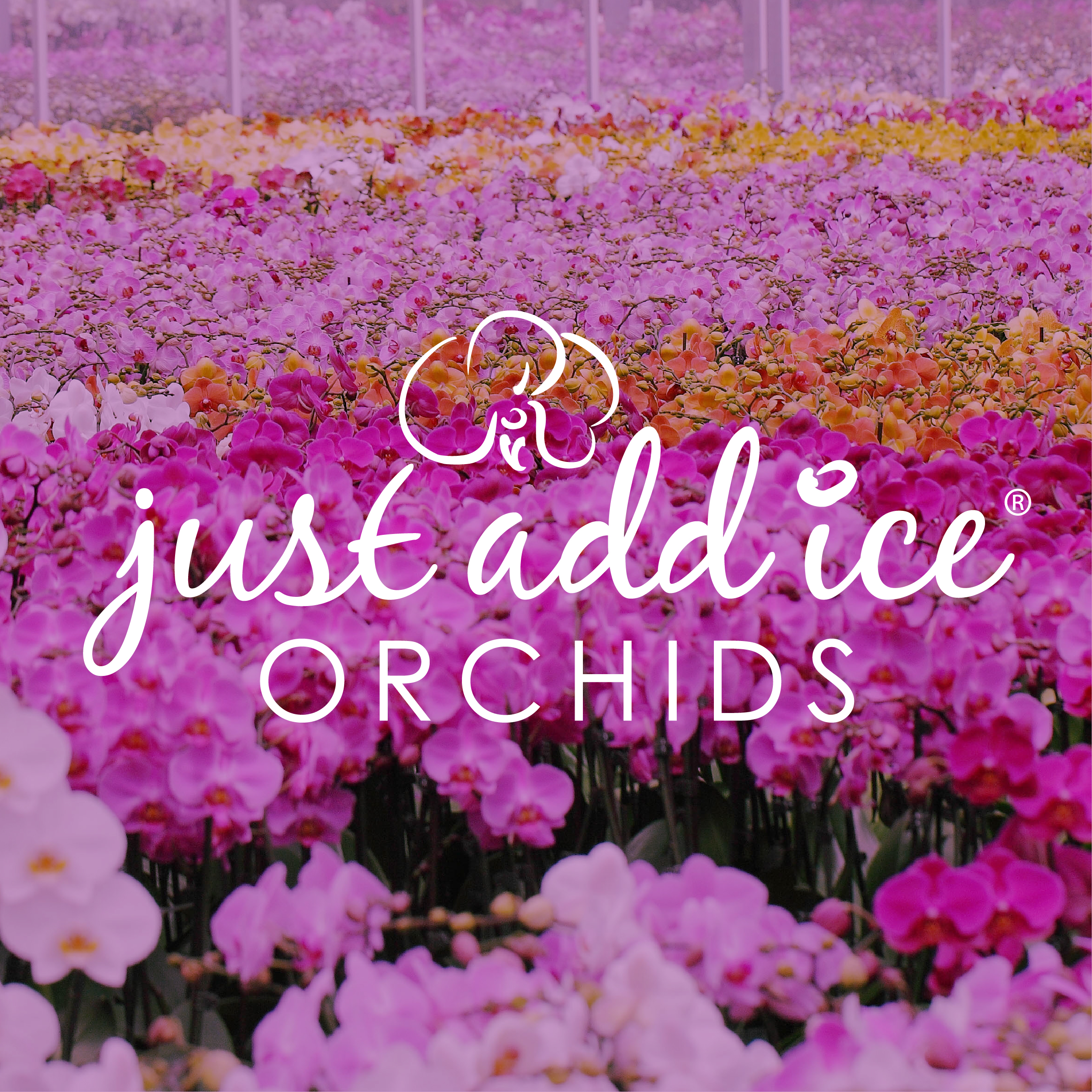 Just Add Ice 16-30” Tall, Two 5" Lavender Orchid Garden, with 10in Ceramic Pot