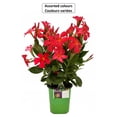 thumbnail image 1 of Samba #5 Dipladenia Flowering Annual Plant, Assorted Colours, 1 of 2