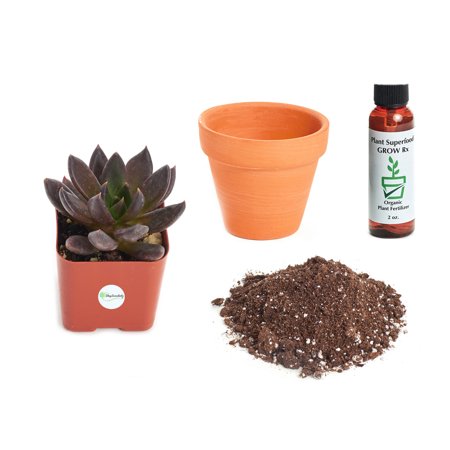 Echeveria Plant - Shop Succulents Echeveria 'Black Prince' 2In Plant Kit