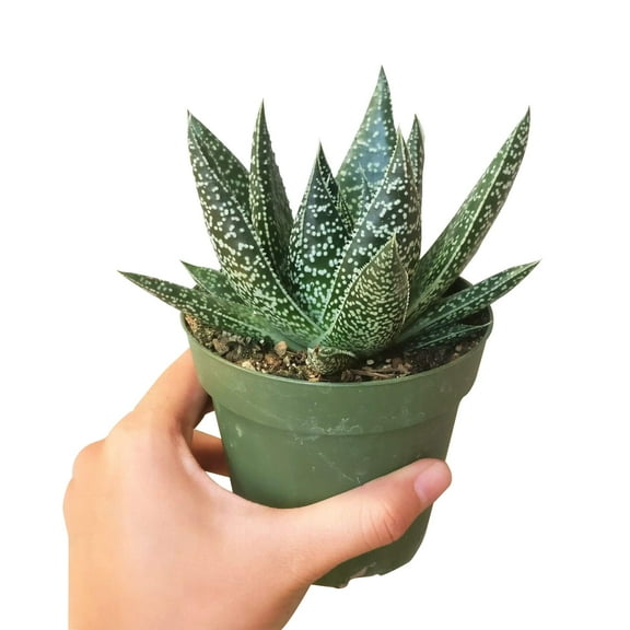 Gasteria Flow Lace Aloe Succulent (2"  Plastic Pot) - Tiny, Lovely, Easy to Care Succulents - Live Succulents for Home Office