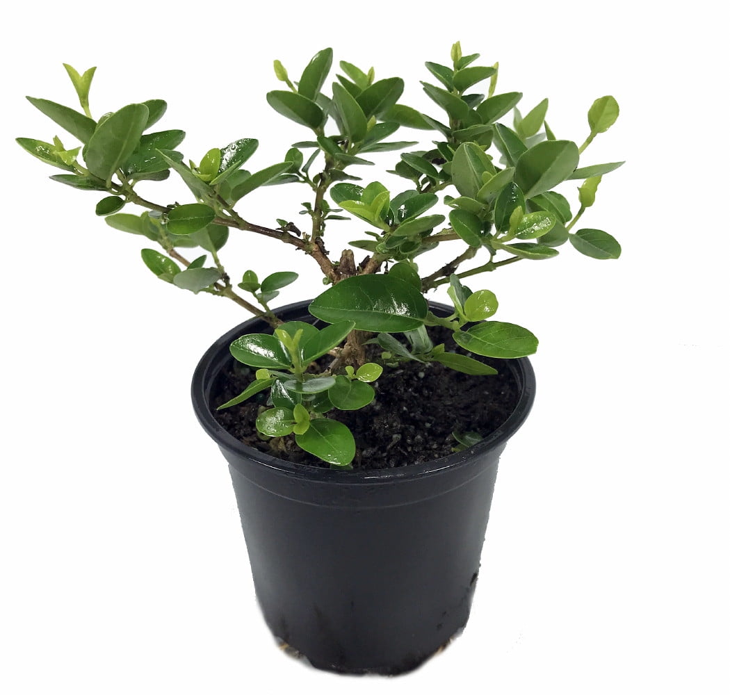 Japanese Neem Plant Qou Niong Tze Premna 4&quot; Pot