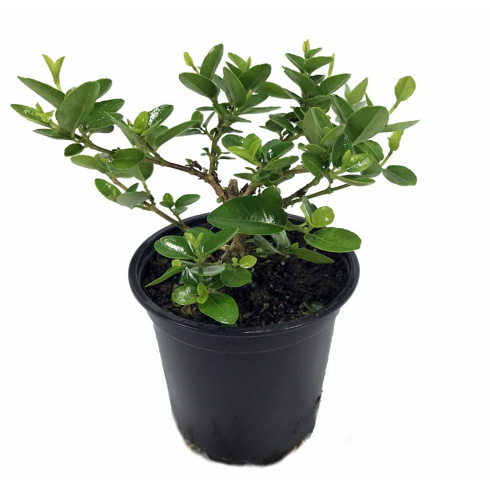 Japanese Neem Plant Qou Niong Tze Premna 4" Pot House Plant or Bonsai