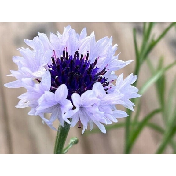 50 White & Blue Bachelor's Button Seeds – Cornflower Annual Flower Garden Seeds USA