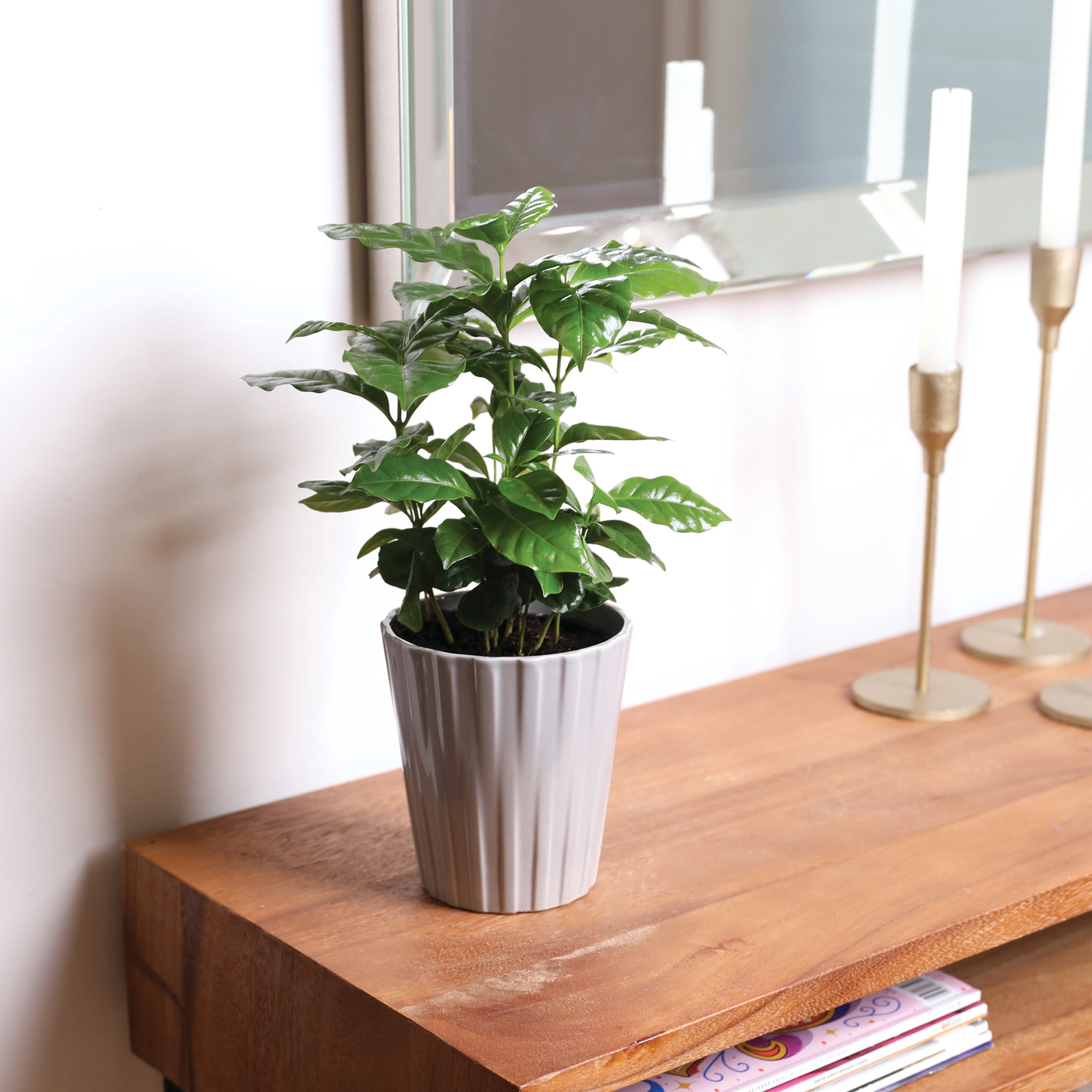 Wild Interiors 12-15" Coffee Live Plant in 5" Grey Ceramic Pot, House Plant