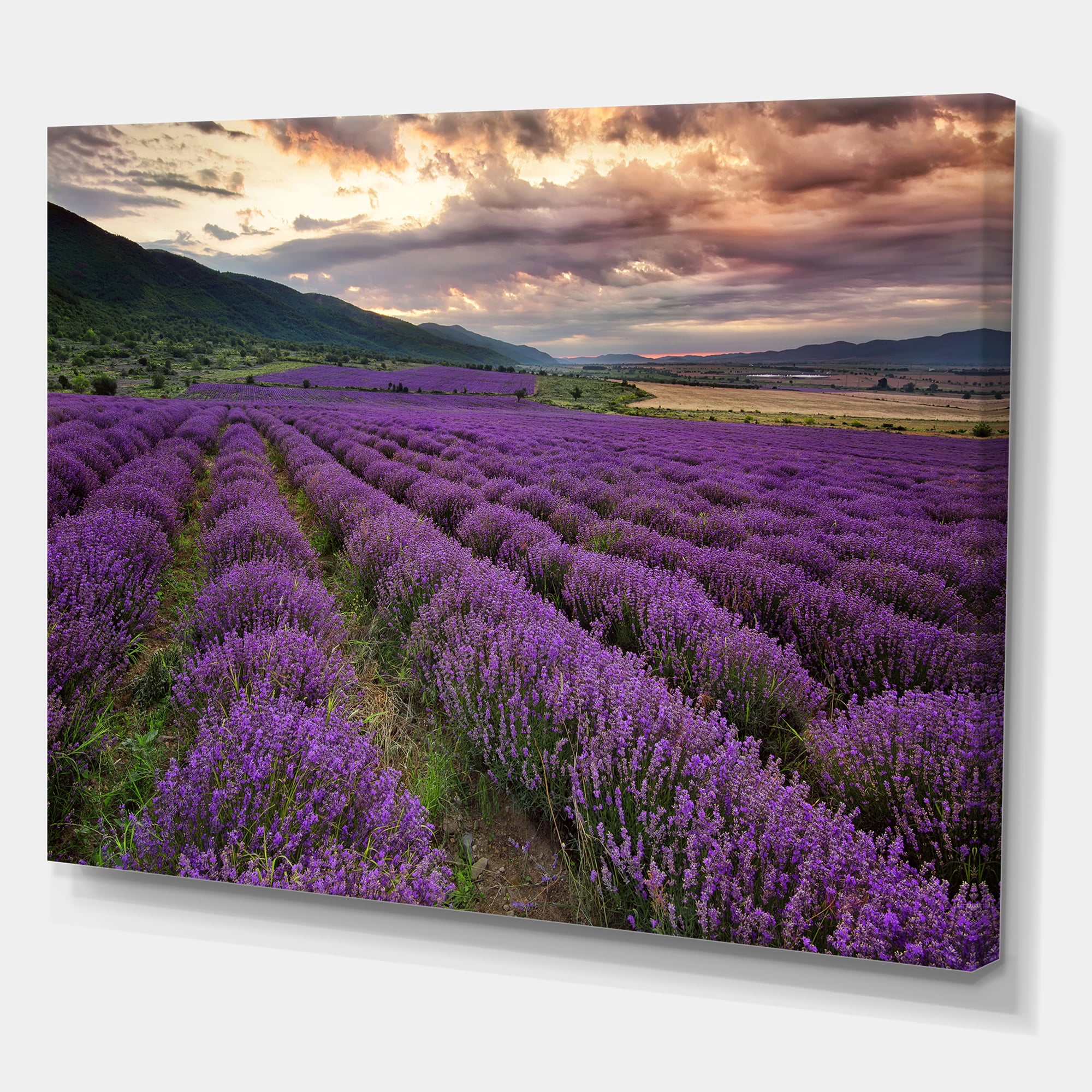 Designart ' Lavender Field At Sunrise I ' Farmhouse Canvas Wall Art Print