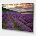 thumbnail image 3 of Designart ' Lavender Field At Sunrise I ' Farmhouse Canvas Wall Art Print, 3 of 4