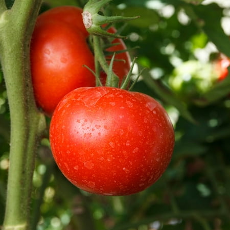 - Tomato Garden Seeds - Burpee Big Boy Hybrid - 100 Seeds - Non-GMO, Vegetable Gardening Seed