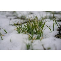 5 Lbs Winter Rye Seeds for Planting