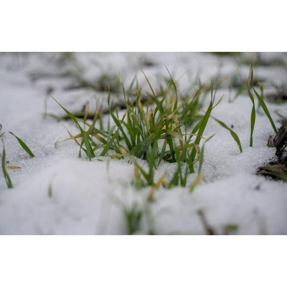 5 Lbs Winter Rye Seeds for Planting