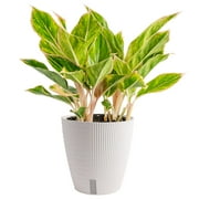 Costa Farms 14" Tall Aglaonema Chinese Evergreen, Medium Indirect Sunlight, Indoor Live House Plants