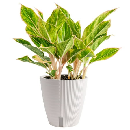 Costa Farms 14" Tall Aglaonema Chinese Evergreen, Medium Indirect Sunlight, Indoor Live House Plants