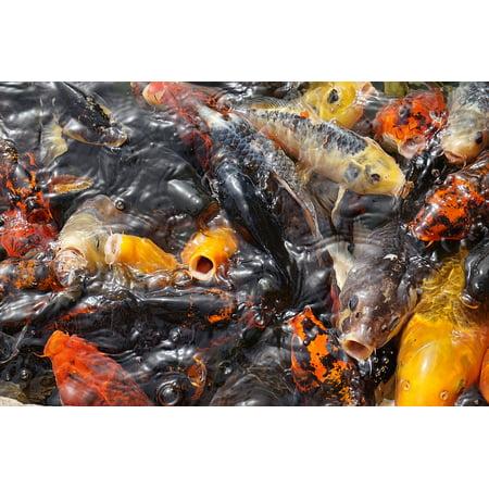 Canvas Print Pond Red Water Surface Swim Goldfish Swarm Fish Stretched Canvas 10 x
