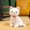 White, variant on Delicate Cute Lifelike Kitten Plush Toys Fluffy Sitting Pose Ribbon Bow Cat Doll Lovely Desktop Pets Pretty Girls Gift