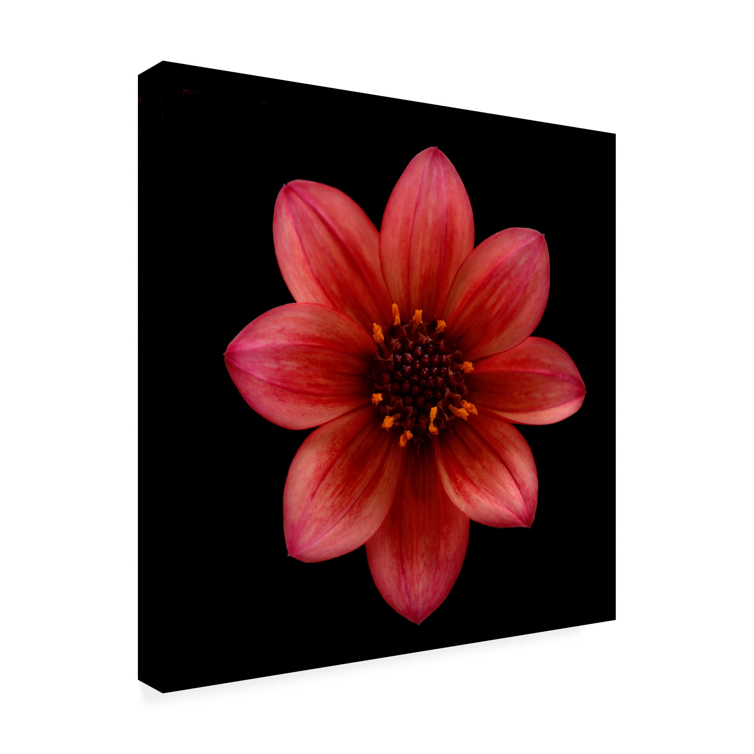 Lotte Gronkjaer 'Red Dahlia' Canvas Art