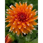 Color Spectacle Dahlia Jumbo Pack