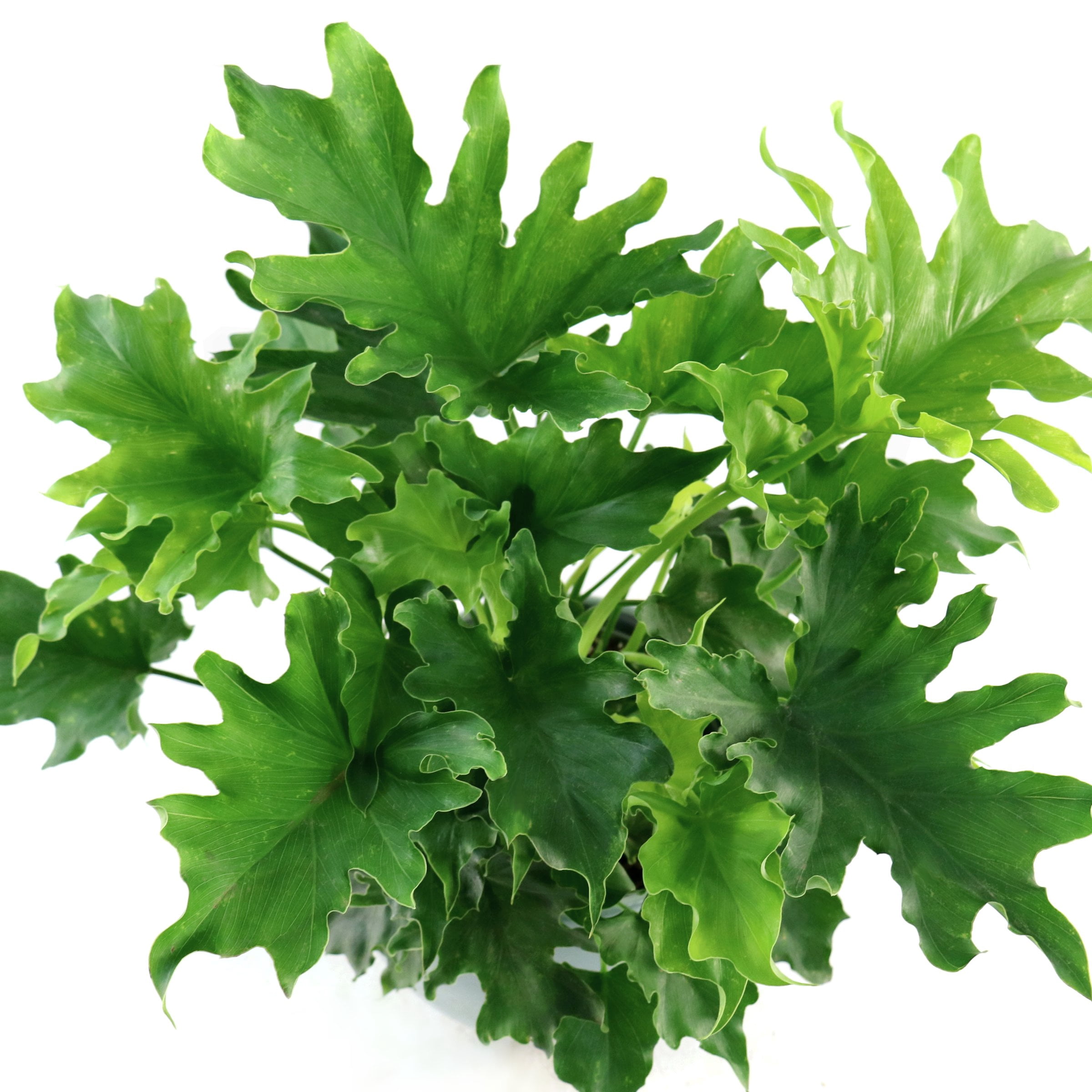 6 in. Philodendron Lickety Split Plant in Grower Container