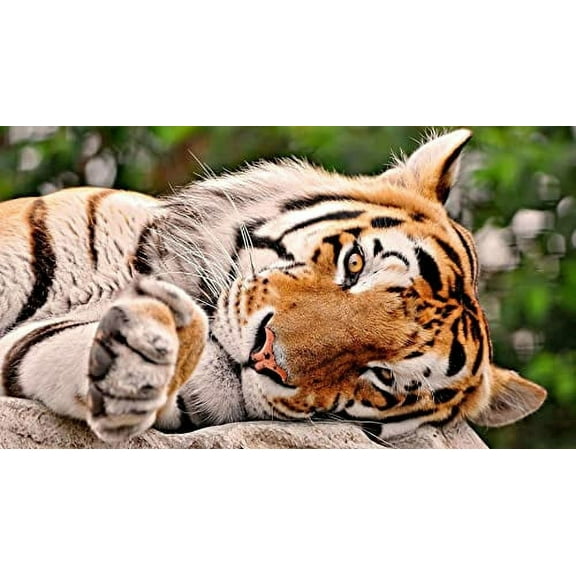 Tiger Laying Down Edible Icing Image Cake cupcake topper for 1/4 sheet cake or larger  fits 1/4 Sheet cake or larger