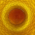 thumbnail image 5 of Bergamo Art 7" Decorative Handmade Patterned Glass Vase in Light Amber, 5 of 7