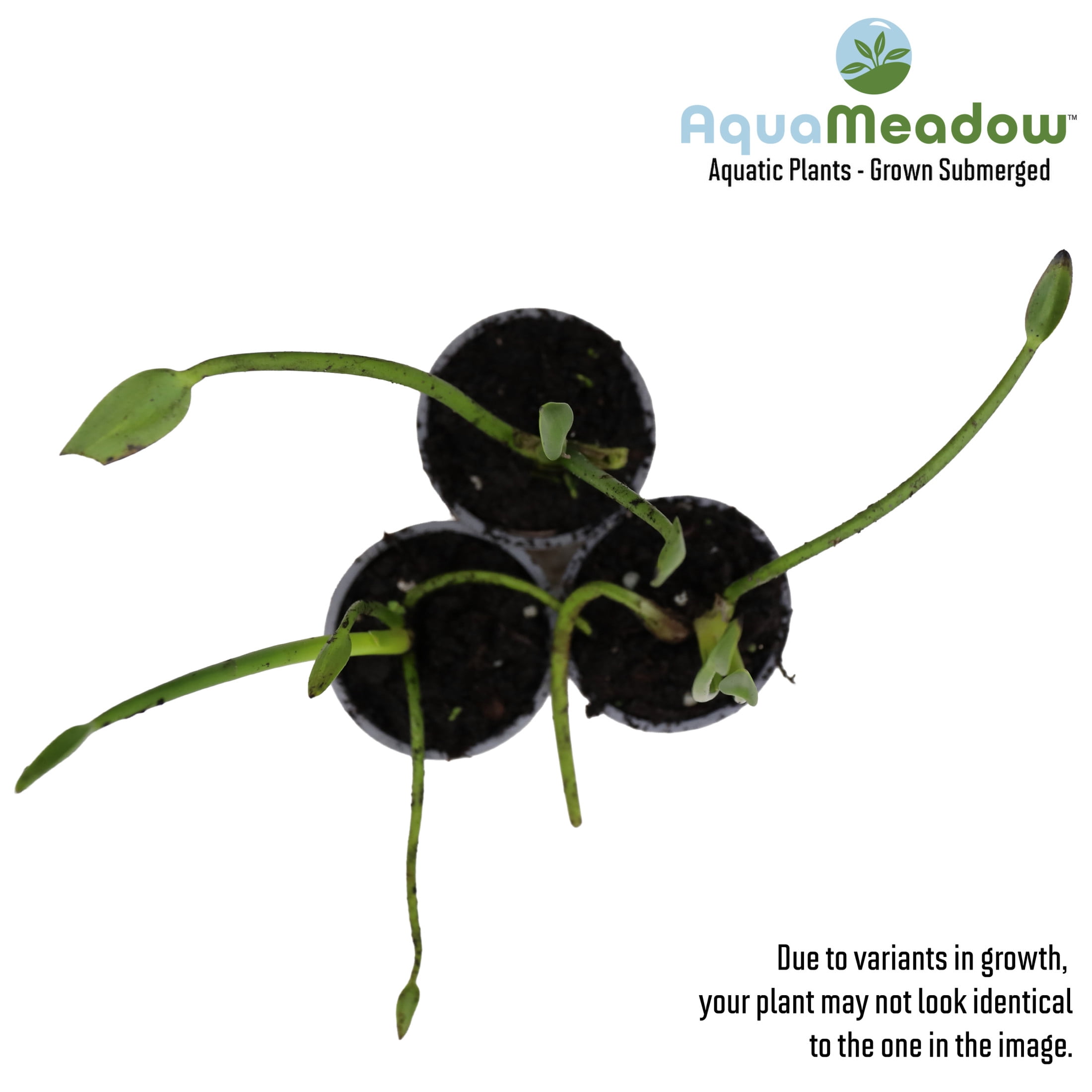 AquaMeadow Blue Pickerel Rush Potted Reg 3ct